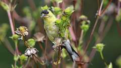 4: American Goldfinch 0C3_0152