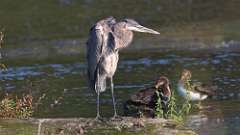 1: Blue Heron 0C3_0025