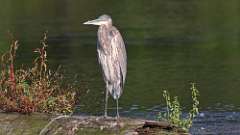 2: Blue Heron 0C3_0047