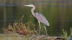 3: Blue Heron 0C3_0052