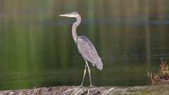 4: Blue Heron 0C3_0110