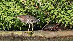 7: Green Heron 0C3_0252