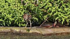 8: Green Heron 0C3_0339