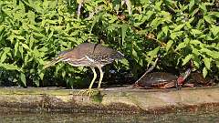 9: Green Heron 0C3_0366