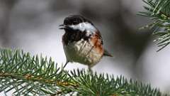 2: Chestnut-backed Chickadee 0C3_1257