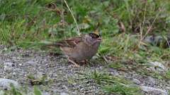 5: Golden-crowned Sparrow 0C3_0756