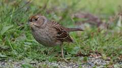 6: Golden-crowned Sparrow 0C3_0783