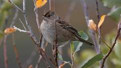 7: Golden-crowned Sparrow 0C3_1080