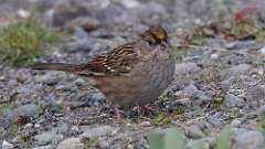 8: Golden-crowned Sparrow 0C3_1113