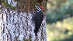 13: Pileated Woodpecker 0C3_0070