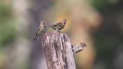 14: Pine Siskin 0C3_1511