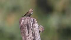 15: Pine Siskin 0C3_1525