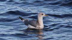 16: Short-billed Gull 0C3_1081