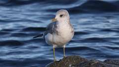 17: Short-billed Gull 0C3_1099