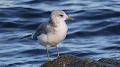 18: Short-billed Gull 0C3_1108