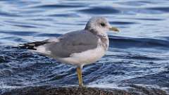 19: Short-billed Gull 0C3_1128