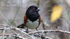 20: Spotted Towhee 0C3_1339