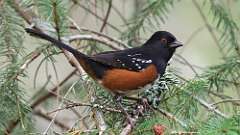 21: Spotted Towhee 0C3_1351