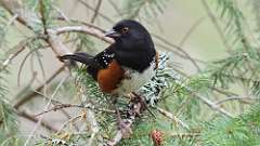 22: Spotted Towhee 0C3_1368