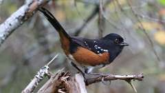 23: Spotted Towhee 0C3_1385