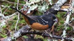 24: Spotted Towhee 0C3_1396