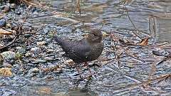 1: american dipper 0C3_0338