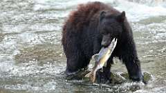 12: bear-fish-0C3_0584