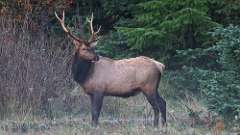 1: elk 0C3_0052