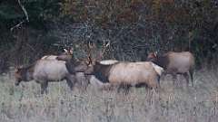 3: elk 0C3_0112