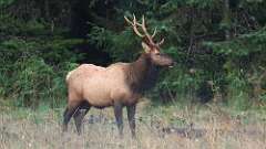 5: elk 0C3_0172