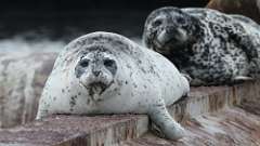 1: harbour seal 0C3_1480