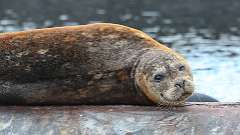 5: harbour seal 0C3_1591