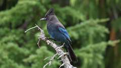 11: Stellers jay 0C3_0536