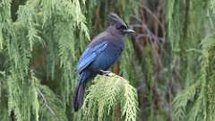 13: Stellers jay 0C3_0776