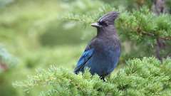 14: Stellers jay 0C3_0896