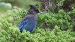 15: Stellers jay 0C3_1069