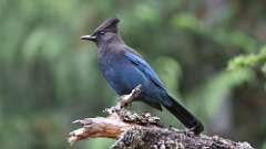 16: Stellers jay 0C3_1236