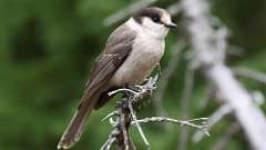 1: canada jay 0C3_0672