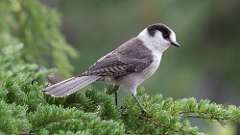 2: canada jay 0C3_0981