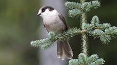 3: canada jay 0C3_1002