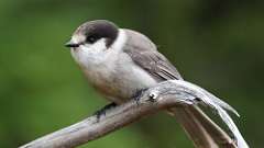 6: canada jay 0C3_1165