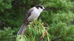 7: canada jay 0C3_1208