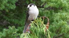 8: canada jay 0C3_1220