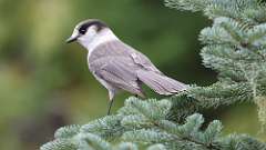 10: canada jay 0C3_1297