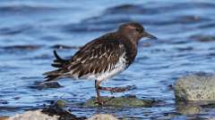 1: Black Turnstone 0C3_1006