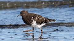 2: Black Turnstone 0C3_1393