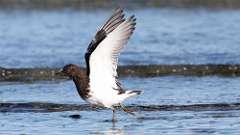 3: Black Turnstone 0C3_1403