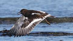 4: Black Turnstone 0C3_1405