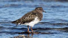 5: Black Turnstone 0C3_1417