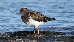 6: Black Turnstone 0C3_1449